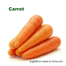 Fresh Carrots Organic Fresh Crispy Carrots